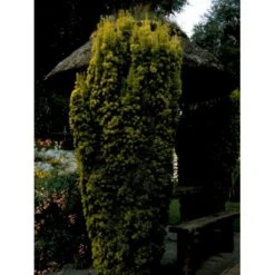 Almindelig Gul Søjletaks 'Fastigiata Aurea'' Taxus Baccata 'Fastigiata Aurea' Med Klump,- 100-120 Cm. 15 Almindelig Gul Søjletaks 'Fastigiata Aurea'' Taxus Baccata 'Fastigiata Aurea' Med Klump,- 100-120 Cm. -Sirius Butik fi1831 taxus baccata fastigiata aurea 738b