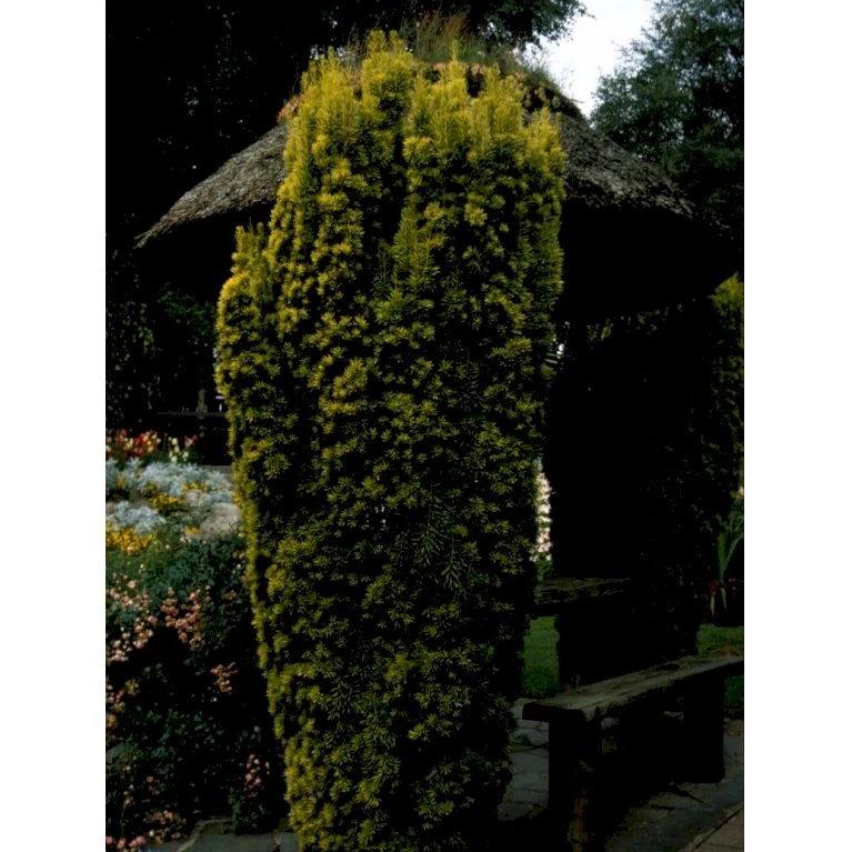 Almindelig Gul Søjletaks 'Fastigiata Aurea'' Taxus Baccata 'Fastigiata Aurea' Med Klump,- 100-120 Cm. 8 Almindelig Gul Søjletaks 'Fastigiata Aurea'' Taxus Baccata 'Fastigiata Aurea' Med Klump,- 100-120 Cm. - Billede 8