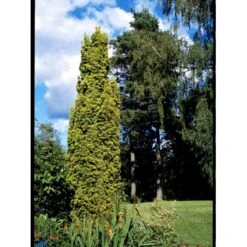 Almindelig Gul Søjletaks 'Fastigiata Aurea'' Taxus Baccata 'Fastigiata Aurea' Med Klump,- 100-120 Cm. 14 Almindelig Gul Søjletaks 'Fastigiata Aurea'' Taxus Baccata 'Fastigiata Aurea' Med Klump,- 100-120 Cm. -Sirius Butik fi1831 taxus baccata fastigiata aurea 9a70