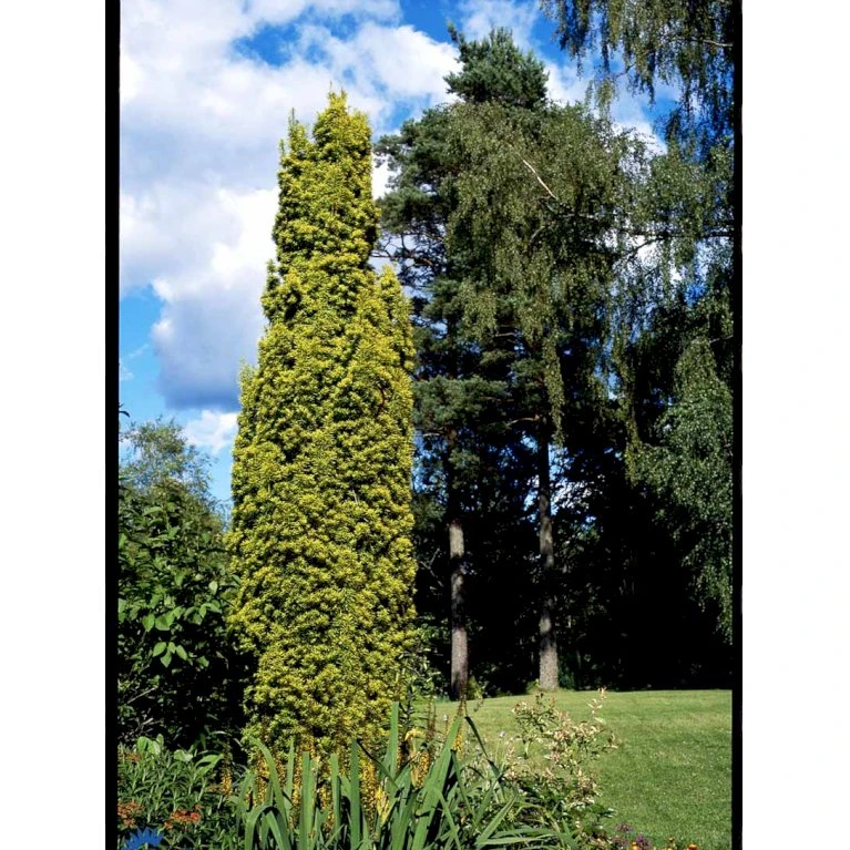 Almindelig Gul Søjletaks 'Fastigiata Aurea'' Taxus Baccata 'Fastigiata Aurea' Med Klump,- 100-120 Cm. 7 Almindelig Gul Søjletaks 'Fastigiata Aurea'' Taxus Baccata 'Fastigiata Aurea' Med Klump,- 100-120 Cm. - Billede 7