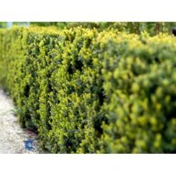 Taks 'Hicksii' Taxus Media 'Hicksii' Med Klump,- 80-100 Cm. -Sirius Butik fi1883 taxus media hicksii 46cd