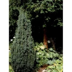 Taks 'Hicksii' Taxus Media 'Hicksii' Med Klump,- 80-100 Cm. -Sirius Butik fi1883 taxus media hicksii feae