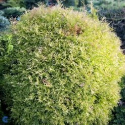 Thuja 'Rheingold' Thuja Occidentalis 'Rheingold' Potte 3,0 Liter,- 25-30 Cm. -Sirius Butik fi1926 thuja occidentalis rheingold e9f0