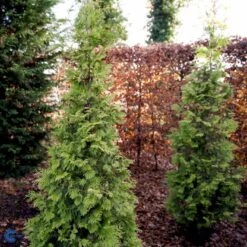 Almindelig Thuja 'Yellow Ribbon' Thuja Occidentalis 'Yellow Ribbon' Potte 3,0 Liter,- 40-60 Cm. 13 Almindelig Thuja 'Yellow Ribbon' Thuja Occidentalis 'Yellow Ribbon' Potte 3,0 Liter,- 40-60 Cm. -Sirius Butik fi1944 thuja occidentalis yellow ribbon 17b3