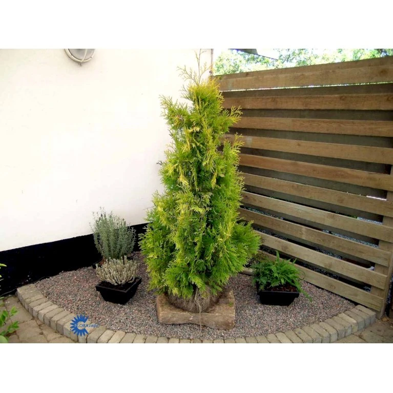 Almindelig Thuja 'Yellow Ribbon' Thuja Occidentalis 'Yellow Ribbon' Potte 3,0 Liter,- 40-60 Cm. 8 Almindelig Thuja 'Yellow Ribbon' Thuja Occidentalis 'Yellow Ribbon' Potte 3,0 Liter,- 40-60 Cm. - Billede 8