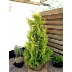Almindelig Thuja 'Yellow Ribbon' Thuja Occidentalis 'Yellow Ribbon' Potte 3,0 Liter,- 40-60 Cm. 14 Almindelig Thuja 'Yellow Ribbon' Thuja Occidentalis 'Yellow Ribbon' Potte 3,0 Liter,- 40-60 Cm. -Sirius Butik fi1944 thuja occidentalis yellow ribbon 6475