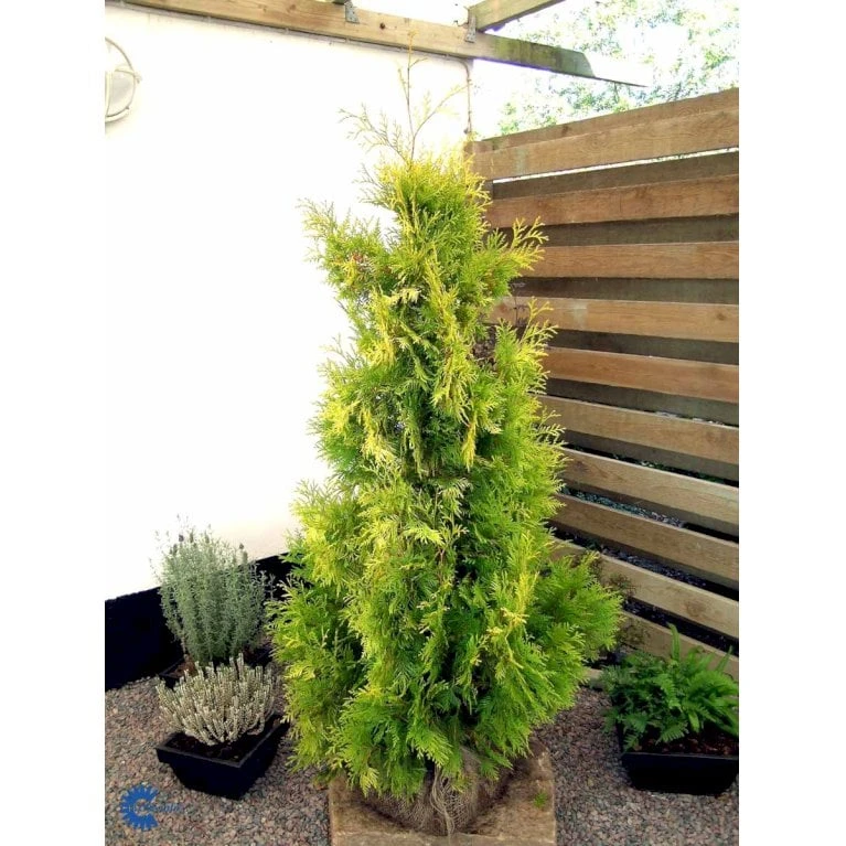 Almindelig Thuja 'Yellow Ribbon' Thuja Occidentalis 'Yellow Ribbon' Potte 3,0 Liter,- 40-60 Cm. 7 Almindelig Thuja 'Yellow Ribbon' Thuja Occidentalis 'Yellow Ribbon' Potte 3,0 Liter,- 40-60 Cm. - Billede 7