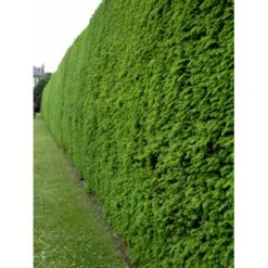 Vestamerikansk Hemlock Tsuga Heterophylla Med Klump,- 175-200 Cm. 5 Vestamerikansk Hemlock Tsuga Heterophylla Med Klump,- 175-200 Cm. -Sirius Butik fi1992 tsuga heterophylla e1b7