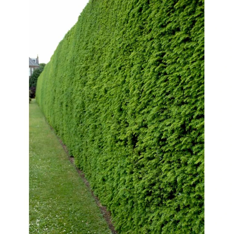 Vestamerikansk Hemlock Tsuga Heterophylla Med Klump,- 175-200 Cm. 3 Vestamerikansk Hemlock Tsuga Heterophylla Med Klump,- 175-200 Cm. - Billede 3