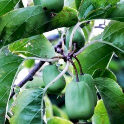 Stikkelsbærkiwi 'Issai' Actinidia Arguta 'Issai' Potte 7,5 Liter,- Opbundet 150-200 Cm. -Sirius Butik fi2 actinidia arguta issai f7ce processed