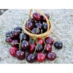 Sød Kirsebær 'Kordia' - Kræver Bestøver Prunus X 'Kordia' - Kræver Bestøver 4-8 Grene, 130-170 Cm. 10 Liter Potte (Colt) -Sirius Butik fi308 prunus avium kordia b26e