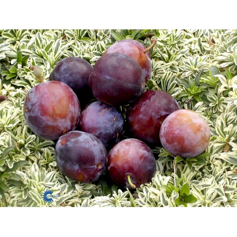 Blomme 'Kirkes' Prunus Domestica 'Kirkes' 4-8 Grene, 130-170 Cm. 10 Liter Potte. (S.J.A.) 3 Blomme 'Kirkes' Prunus Domestica 'Kirkes' 4-8 Grene, 130-170 Cm. 10 Liter Potte. (S.J.A.) - Billede 3