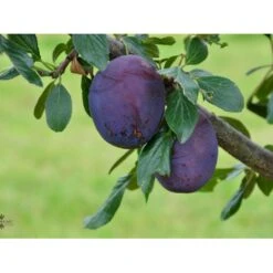 Blomme 'Valor' Prunus Domestica 'Valor' 4-8 Grene, 130-170 Cm. 10 Liter Potte. (S.J.A.)