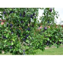 Blomme 'Valor' Prunus Domestica 'Valor' 4-8 Grene, 130-170 Cm. 10 Liter Potte. (S.J.A.) -Sirius Butik fi363 prunus domestica valor e428