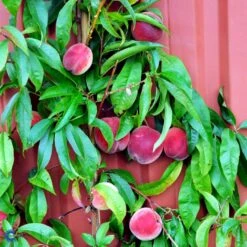 Ferskenmandel Prunus Amygdalus-persica 5 Liter Potte -Sirius Butik fi380 prunus persica benedicte b96c