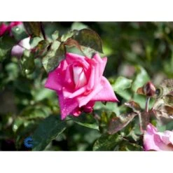 'Acapella'® Rosa X 'Acapella'® (Storblomstrende) A-Kvalitet,- Barrods Roser Min. 3 Grene -Sirius Butik fi3841 rosa acapella 5f00