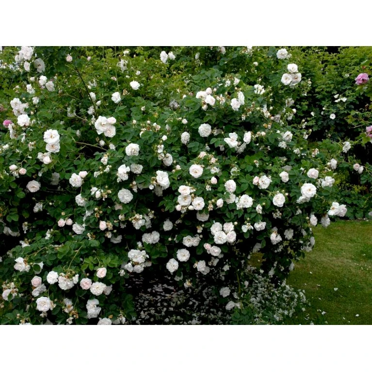 'Maxima' (syn. White Rose Of York) Rosa Alba 'Maxima' (Albarose) A-Kvalitet,- Barrods Roser Min. 3 Grene 5 'Maxima' (syn. White Rose Of York) Rosa Alba 'Maxima' (Albarose) A-Kvalitet,- Barrods Roser Min. 3 Grene - Billede 5