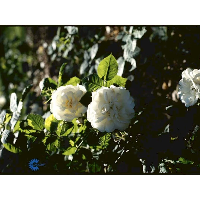 'Maxima' (syn. White Rose Of York) Rosa Alba 'Maxima' (Albarose) A-Kvalitet,- Barrods Roser Min. 3 Grene 6 'Maxima' (syn. White Rose Of York) Rosa Alba 'Maxima' (Albarose) A-Kvalitet,- Barrods Roser Min. 3 Grene - Billede 6
