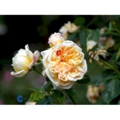 'Alchymist' Rosa X 'Alchymist' (Slyngrose) A-Kvalitet,- Barrods Roser Min. 3 Grene -Sirius Butik fi3862 rosa alchymist 7dfe