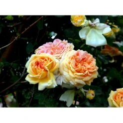 'Alchymist' Rosa X 'Alchymist' (Slyngrose) A-Kvalitet,- Barrods Roser Min. 3 Grene -Sirius Butik fi3862 rosa alchymist f742