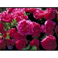 'Prinsesse Alexandra'™ Rosa X 'Prinsesse Alexandra'™ (Renaissancerose) A-Kvalitet,- Barrods Roser Min. 3 Grene -Sirius Butik fi3864 rosa alexandra renaissance 9470