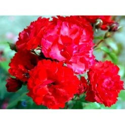 'Allotria'® Rosa X 'Allotria'® (Buketrose) A-Kvalitet,- Barrods Roser Min. 3 Grene -Sirius Butik fi3872 rosa allotria 0bf2