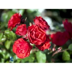 'Allotria'® Rosa X 'Allotria'® (Buketrose) A-Kvalitet,- Barrods Roser Min. 3 Grene -Sirius Butik fi3872 rosa allotria 36d3