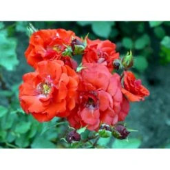 'Allotria'® Rosa X 'Allotria'® (Buketrose) A-Kvalitet,- Barrods Roser Min. 3 Grene -Sirius Butik fi3872 rosa allotria 7057