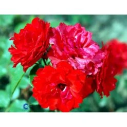 'Allotria'® Rosa X 'Allotria'® (Buketrose) A-Kvalitet,- Barrods Roser Min. 3 Grene -Sirius Butik fi3872 rosa allotria bedd