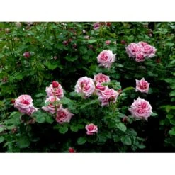 'Aloha' Rosa X 'Aloha' (Slyngrose) A-Kvalitet,- Barrods Roser Min. 3 Grene 10 'Aloha' Rosa X 'Aloha' (Slyngrose) A-Kvalitet,- Barrods Roser Min. 3 Grene -Sirius Butik fi3874 rosa aloha 6eee