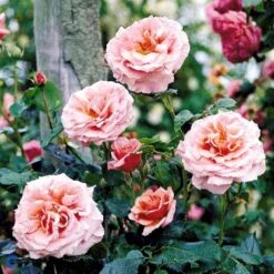 'Aloha' Rosa X 'Aloha' (Slyngrose) A-Kvalitet,- Barrods Roser Min. 3 Grene 11 'Aloha' Rosa X 'Aloha' (Slyngrose) A-Kvalitet,- Barrods Roser Min. 3 Grene -Sirius Butik fi3874 rosa aloha bab4