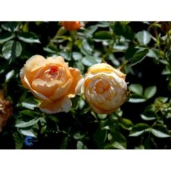 'Amber Cover'® Rosa X 'Amber Cover'® (Bunddækkerose) A-Kvalitet,- Barrods Roser Min. 3 Grene -Sirius Butik fi3878 rosa amber cover poulbambe n 2620