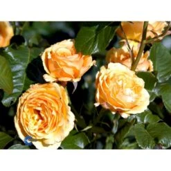'Amber Queen' Rosa X 'Amber Queen' (Buketrose) A-Kvalitet,- Barrods Roser Min. 3 Grene -Sirius Butik fi3880 rosa amber queen 2452