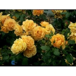 'Amber Queen' Rosa X 'Amber Queen' (Buketrose) A-Kvalitet,- Barrods Roser Min. 3 Grene -Sirius Butik fi3880 rosa amber queen 4554