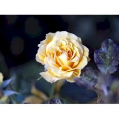 'Amber Queen' Rosa X 'Amber Queen' (Buketrose) A-Kvalitet,- Barrods Roser Min. 3 Grene -Sirius Butik fi3880 rosa amber queen 5114