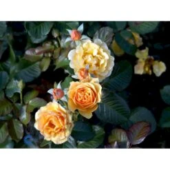 'Amber Queen' Rosa X 'Amber Queen' (Buketrose) A-Kvalitet,- Barrods Roser Min. 3 Grene -Sirius Butik fi3880 rosa amber queen 8c07
