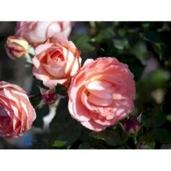 'Amelia™ Renaissance'® Rosa X 'Amelia™ Renaissance'® (Renaissancerose) A-Kvalitet,- Barrods Roser Min. 3 Grene -Sirius Butik fi3883 rosa amelia poulen011 n 6c5d