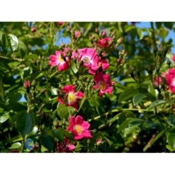 'American Pillar' Rosa X 'American Pillar' (Slyngrose) A-Kvalitet,- Barrods Roser Min. 3 Grene -Sirius Butik fi3884 rosa american pillar 34b1