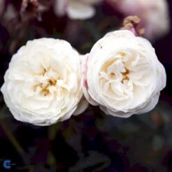 'Artemis'® Rosa X 'Artemis'® (Storblomstrende) A-Kvalitet,- Barrods Roser Min. 3 Grene -Sirius Butik fi3902 rosa artemis r tansimetra ac48