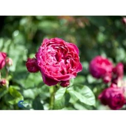 'Ascot'® Rosa X 'Ascot'® (storblomstrende) A-Kvalitet,- Barrods Roser Min. 3 Grene -Sirius Butik fi3904 rosa ascot baf7