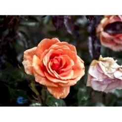 'Ashram'® Rosa X 'Ashram'® (Storblomstrende) A-Kvalitet,- Barrods Roser Min. 3 Grene -Sirius Butik fi3905 rosa ashram r tanmarsa 5a96