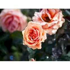 'Ashram'® Rosa X 'Ashram'® (Storblomstrende) A-Kvalitet,- Barrods Roser Min. 3 Grene -Sirius Butik fi3905 rosa ashram r tanmarsa af97