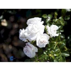 'Aspirin® Rose' Rosa X 'Aspirin® Rose' (Buketrose) A-Kvalitet,- Barrods Roser Min. 3 Grene 10 'Aspirin® Rose' Rosa X 'Aspirin® Rose' (Buketrose) A-Kvalitet,- Barrods Roser Min. 3 Grene -Sirius Butik fi3906 rosa aspirin 1f21