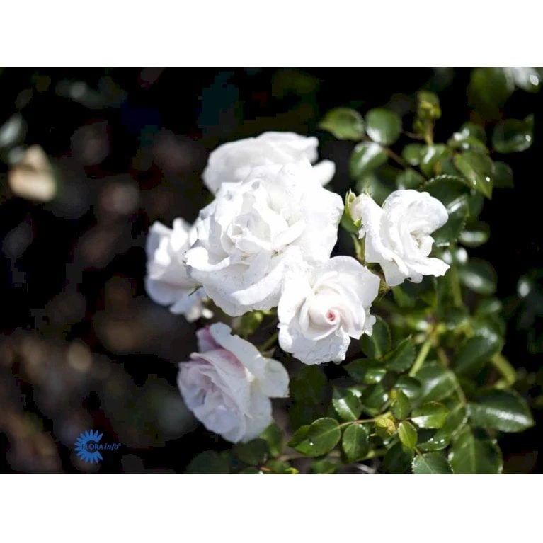 'Aspirin® Rose' Rosa X 'Aspirin® Rose' (Buketrose) A-Kvalitet,- Barrods Roser Min. 3 Grene 5 'Aspirin® Rose' Rosa X 'Aspirin® Rose' (Buketrose) A-Kvalitet,- Barrods Roser Min. 3 Grene - Billede 5