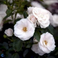'Aspirin® Rose' Rosa X 'Aspirin® Rose' (Buketrose) A-Kvalitet,- Barrods Roser Min. 3 Grene 11 'Aspirin® Rose' Rosa X 'Aspirin® Rose' (Buketrose) A-Kvalitet,- Barrods Roser Min. 3 Grene -Sirius Butik fi3906 rosa aspirin 45d8
