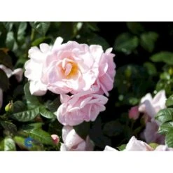 'Astrid Lindgren'™ Rosa X 'Astrid Lindgren'™ (Buketrose) A-Kvalitet,- Barrods Roser Min. 3 Grene 22 'Astrid Lindgren'™ Rosa X 'Astrid Lindgren'™ (Buketrose) A-Kvalitet,- Barrods Roser Min. 3 Grene -Sirius Butik fi3908 rosa astrid lindgren poulluf n 1f79