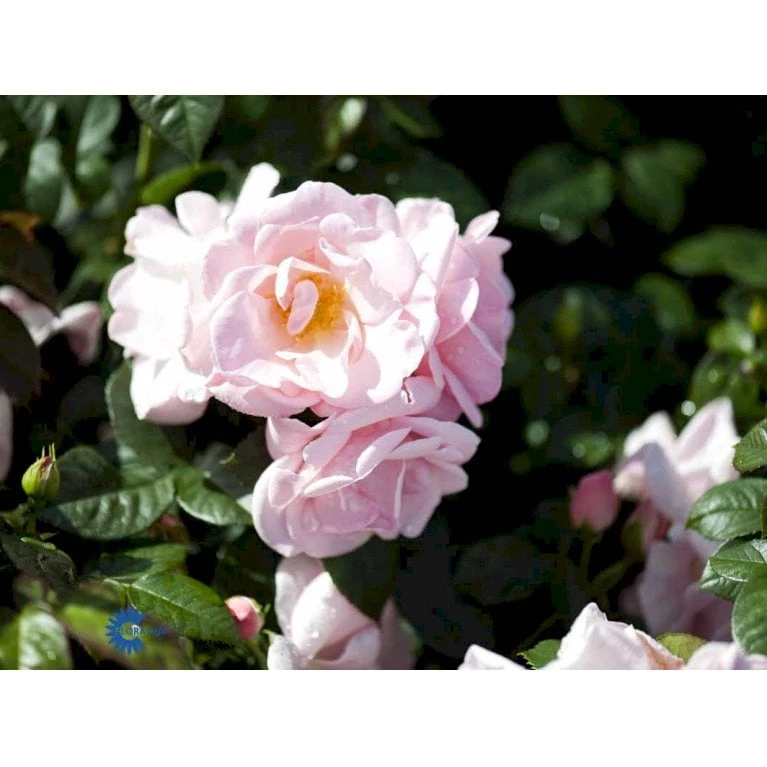 'Astrid Lindgren'™ Rosa X 'Astrid Lindgren'™ (Buketrose) A-Kvalitet,- Barrods Roser Min. 3 Grene 10 'Astrid Lindgren'™ Rosa X 'Astrid Lindgren'™ (Buketrose) A-Kvalitet,- Barrods Roser Min. 3 Grene - Billede 10