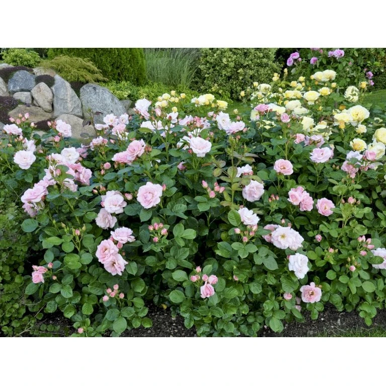 'Astrid Lindgren'™ Rosa X 'Astrid Lindgren'™ (Buketrose) A-Kvalitet,- Barrods Roser Min. 3 Grene 9 'Astrid Lindgren'™ Rosa X 'Astrid Lindgren'™ (Buketrose) A-Kvalitet,- Barrods Roser Min. 3 Grene - Billede 9