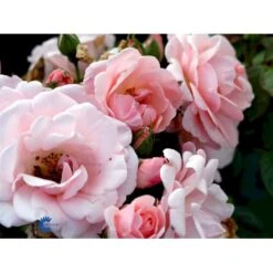'Astrid Lindgren'™ Rosa X 'Astrid Lindgren'™ (Buketrose) A-Kvalitet,- Barrods Roser Min. 3 Grene 24 'Astrid Lindgren'™ Rosa X 'Astrid Lindgren'™ (Buketrose) A-Kvalitet,- Barrods Roser Min. 3 Grene -Sirius Butik fi3908 rosa astrid lindgren poulluf n 652d