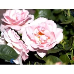 'Astrid Lindgren'™ Rosa X 'Astrid Lindgren'™ (Buketrose) A-Kvalitet,- Barrods Roser Min. 3 Grene 25 'Astrid Lindgren'™ Rosa X 'Astrid Lindgren'™ (Buketrose) A-Kvalitet,- Barrods Roser Min. 3 Grene -Sirius Butik fi3908 rosa astrid lindgren poulluf n c0d9